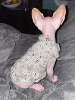 Warme trui kitten jong katje Sphynx kat Rex Naaktkat Handmad, Ophalen of Verzenden, Nieuw