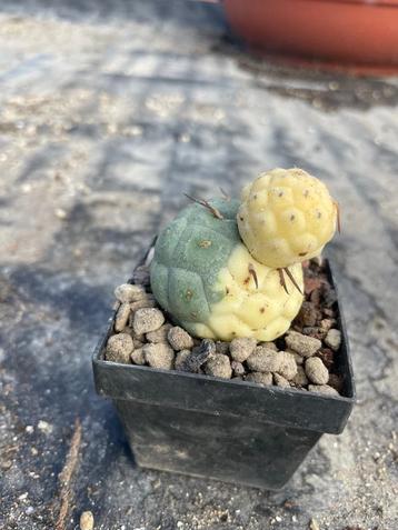 Cactus Tephrocactus Geometricus Variagata  beschikbaar voor biedingen
