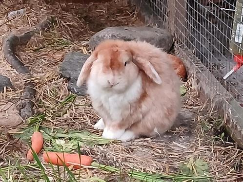 Dwerghangoor, Dieren en Toebehoren, Konijnen, Dwerg, Mannelijk