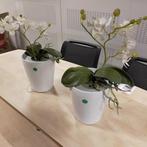 Hang bloempot met kunstplant - Boskke sky planter Ceramic, Overige soorten, Minder dan 100 cm, Halfschaduw, In pot