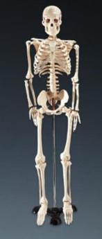 Anatomisch studie-skelet, Ophalen of Verzenden, Zo goed als nieuw