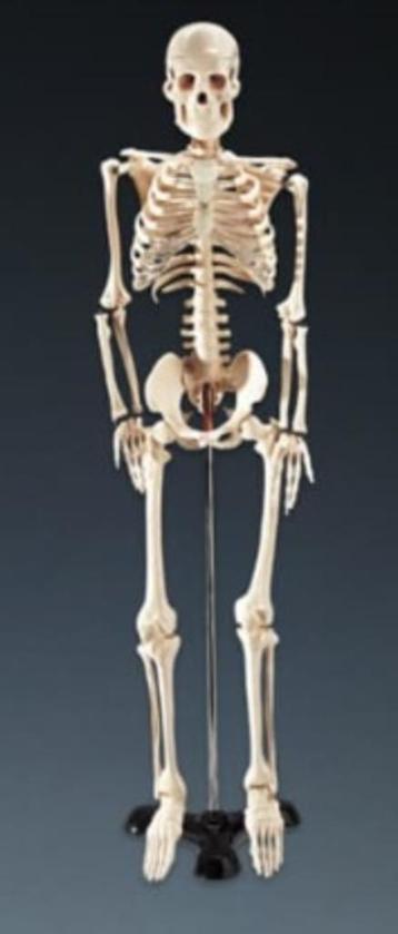 Anatomisch studie-skelet beschikbaar voor biedingen