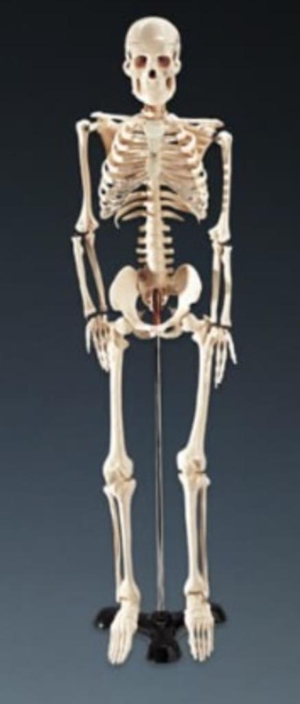 Anatomisch studie-skelet, Diversen, Schoolbenodigdheden, Zo goed als nieuw, Ophalen of Verzenden