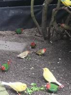 binsenastrilde, Dieren en Toebehoren, Meerdere dieren