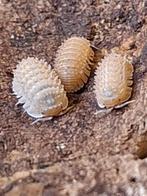 Cristarmadillidium muricatum, Overige soorten