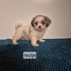 bijzondere kleurtjes choco shih tzu pups, Overige rassen, 8 tot 15 weken, Meerdere, Meerdere dieren