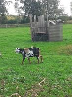 Dwergbok, Dieren en Toebehoren, Mannelijk, Geit