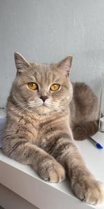 Zie omschrijving, Dieren en Toebehoren, Katten en Kittens | Raskatten | Korthaar, Poes