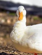 GEZOCHT broedeieren pekin eend, Dieren en Toebehoren, Pluimvee, Geslacht onbekend, Eend