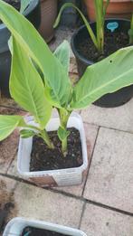 Rode Canna, Tuin en Terras, Planten | Tuinplanten, Volle zon, Vaste plant, Zomer, Ophalen