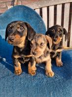 Teckel x jack russel, 8 tot 15 weken, Korthaar, Dwerg, CDV (hondenziekte)