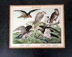 4 schoolplaten dagroofvogels  33x42 cm 15 euro pst  Buizerd, Antiek en Kunst, Natuur en Biologie, Ophalen of Verzenden