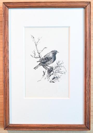 De onbekende vogel beschikbaar voor biedingen