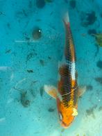 Japanse koi, kujaku, Karper of Koi