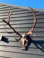 Edelhert gewei, Ophalen, Zo goed als nieuw, Gewei of Kop