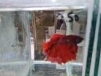 Betta splendens super delta kempvis man