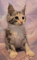 Maine coon poesjes met stamboom polydactyl, Poes, Gechipt, 0 tot 2 jaar