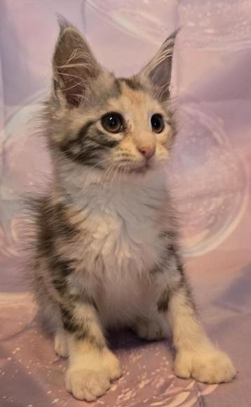 Maine coon poesjes met stamboom polydactyl  beschikbaar voor biedingen