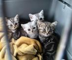9 weken Britse kortharen Silver Tabby met stamboom, Poes, Gechipt