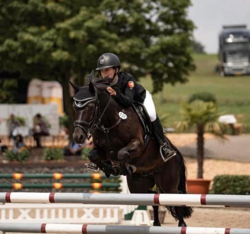 Jumping pony looks for a new family, Dieren en Toebehoren, Pony's, Ruin, Z, D pony (1.37m tot 1.48m), Springpony, 11 jaar of ouder