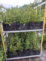 Ilex crenata 'Convexa' - Japanse Hulst, Vaste plant, Bloeit niet, Halfschaduw, Ophalen