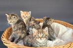 Kittens, Dieren en Toebehoren, Katten en Kittens | Raskatten | Korthaar, Meerdere dieren, Gechipt, 0 tot 2 jaar