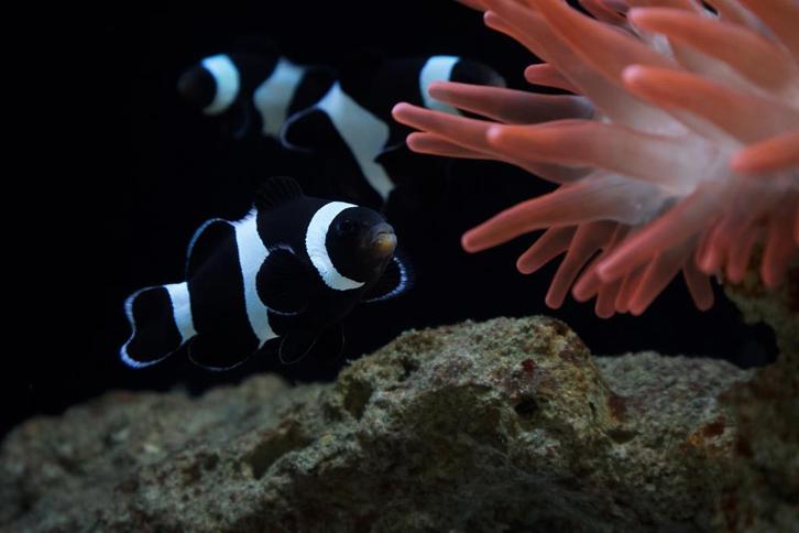 Zwarte driebandsanemoonvis (Amphiprion ocellaris black), Dieren en Toebehoren, Vissen | Aquariumvissen, Zoutwatervis, Vis