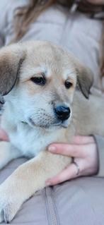 Labrador x herder x Japanse Akita pups, Overige rassen, 8 tot 15 weken, Meerdere, Meerdere dieren