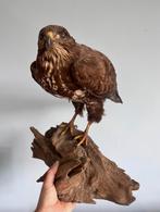 Opgezette Buizerd op Houten Sokkel, Ophalen of Verzenden