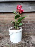 Gele en roze canna's, Ophalen, Zomer, Overige soorten, Volle zon