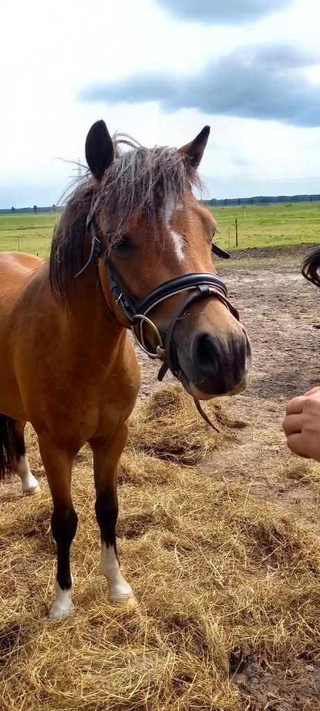 Mooie 4 jarige welsh A, Dieren en Toebehoren, Pony's, Ruin, A pony (tot 1.17m), Dressuurpony, 3 tot 6 jaar