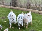 CAE en CL vrije dwerggeitjes, Dieren en Toebehoren, Schapen, Geiten en Varkens, Vrouwelijk, Geit, 0 tot 2 jaar
