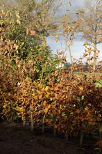 Groene beukenhaag | Fagus sylvatica, Ophalen, Beukenhaag, Haag, 100 tot 250 cm