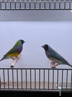 Blauw x wildkleur gouldamadine koppel, Meerdere dieren, Tropenvogel, Geringd