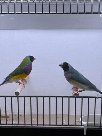 Blauw x wildkleur gouldamadine koppel beschikbaar voor biedingen