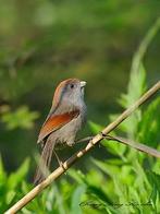 Grijskeel diksnavelmees kaneelmeesje gezocht, Dieren en Toebehoren, Vogels | Overige Vogels, Vrouwelijk