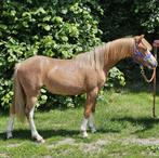 Super mooie brave stekelharige vos welsh stamboek merrie., Dieren en Toebehoren, Merrie, Recreatiepony