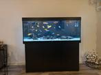 Juwel Rio 450 Led compleet, Dieren en Toebehoren, Vissen | Aquaria en Toebehoren, Ophalen, Zo goed als nieuw, Gevuld zoetwateraquarium