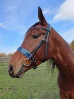 Blauwe lak neusriem full, Ophalen of Verzenden, Nieuw, Dressuur