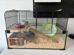 Hamsterhok met accesoires, Gebruikt, Minder dan 75 cm, Hok, Hamster