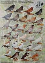 Japanse meeuwtjes, Meerdere dieren, Tropenvogel