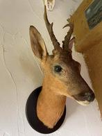 Ree, reekop, preparaat, opgezet, taxidermie, geweien, reebok, Ophalen of Verzenden, Gebruikt, Hert, Gewei of Kop
