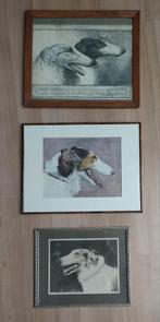 3x prachtige Barzoi prenten / tekeningen., Ophalen, Voor 1940, Gebruikt, Overige onderwerpen