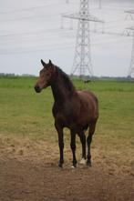 Prachtige 2 jarige KWPN merrie, Dieren en Toebehoren, Merrie, Niet van toepassing, Dressuurpaard, 0 tot 2 jaar