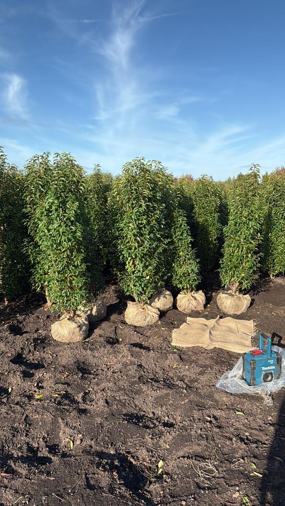 Portugese laurier in alle maten, Tuin en Terras, Planten | Struiken en Hagen, Laurier, 100 tot 250 cm, Ophalen