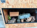 Terrarium, Dieren en Toebehoren, Reptielen en Amfibieën | Toebehoren, Ophalen, Gebruikt, Tak, Plant, Rots of Steen
