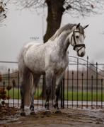 Sportieve pony Bounty (2020) – 146 cm, Dieren en Toebehoren, Pony's, Merrie, B, Gechipt, Springpony