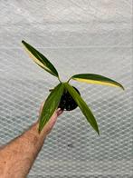Epipremnun amplissimum variegata, Verzenden, Overige soorten, Minder dan 100 cm