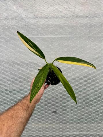 Epipremnun amplissimum variegata beschikbaar voor biedingen