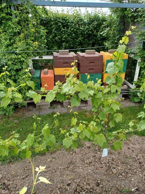 Mooi rustig carnica bijenvolk te koop, Dieren en Toebehoren, Insecten en Spinnen, Bijen